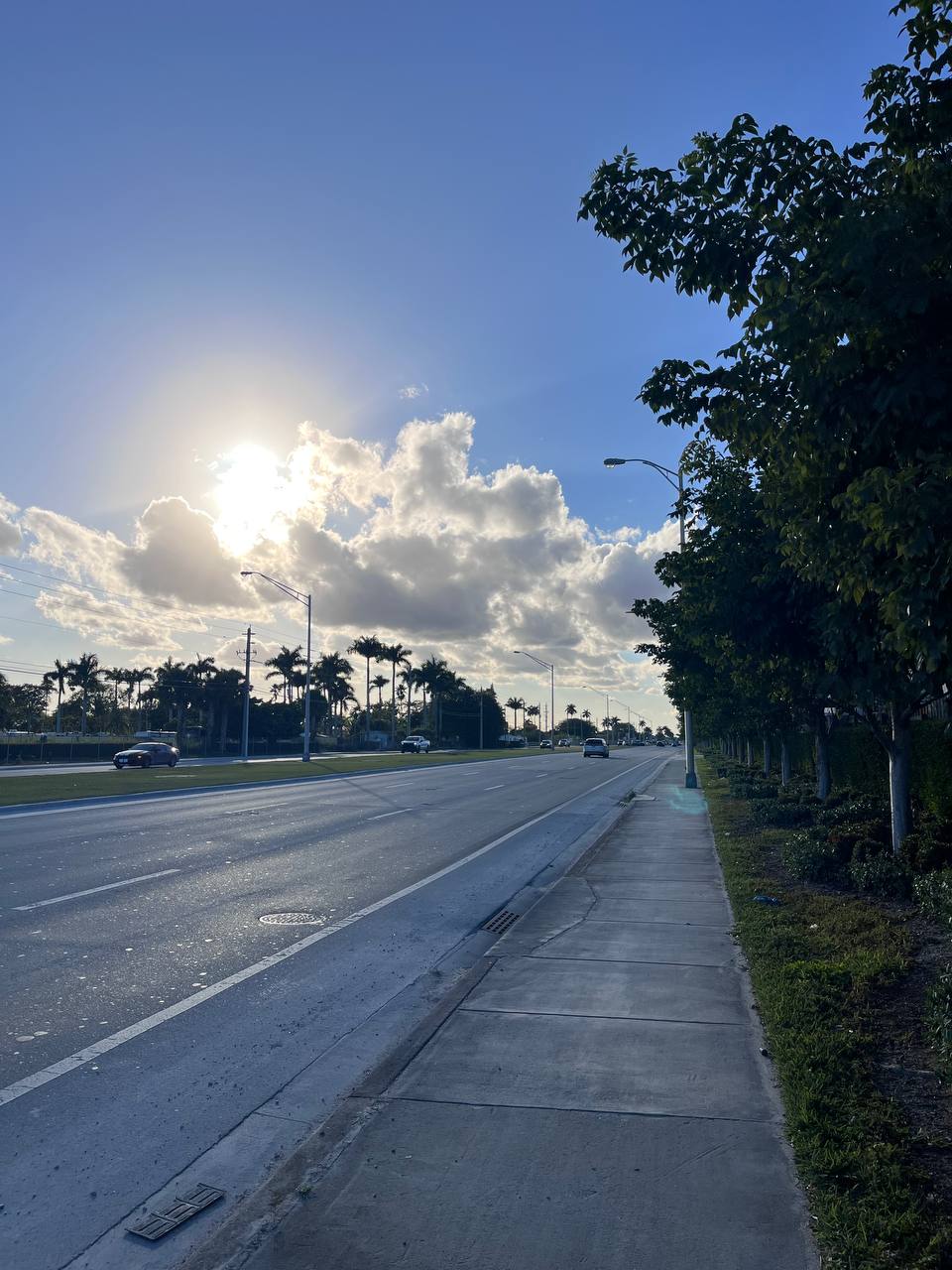 Beautiful day in Florida with palm trees and sunshine